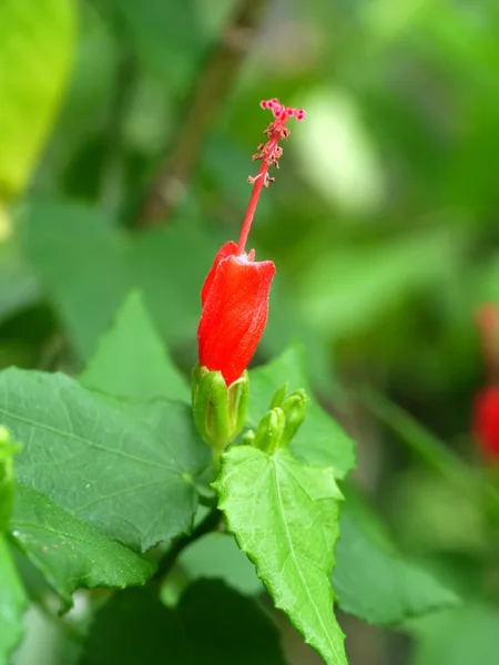 Detailní záběr na spaní ibišek (mini ibišek květ) — Stock fotografie