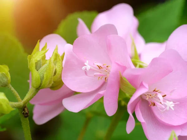 Růžové dombeya květ. (dombeya elegans) — Stock fotografie