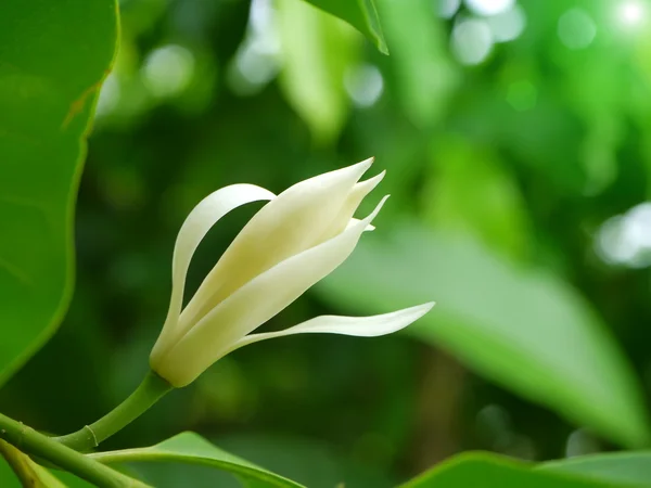 Champaka blühen am Baum. (michelia alba dc.) — Stockfoto