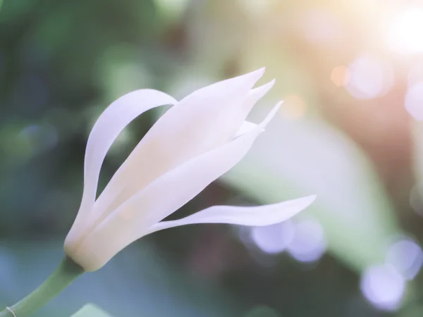 Champaka are blooming on tree. (Michelia alba DC.) — Stock Photo, Image