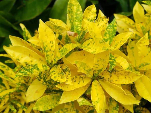 Yellow Croton in the Garden. — Stock Photo, Image