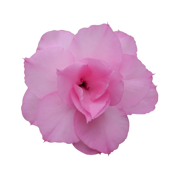 Adenio obesum (Rosa del deserto ) — Foto Stock