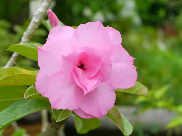 Adenium obesum (Desert Rose) — Stock Photo, Image