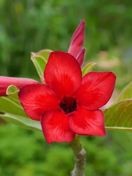 Adenium obesum (Wüstenrose)) — Stockfoto