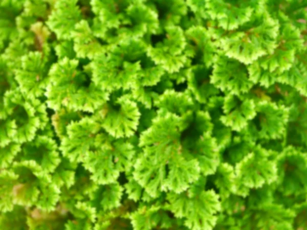 Immagine sfocata di foglia di felce verde — Foto Stock