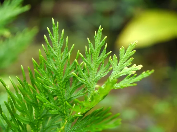 Primer plano de la hoja de helecho — Foto de Stock