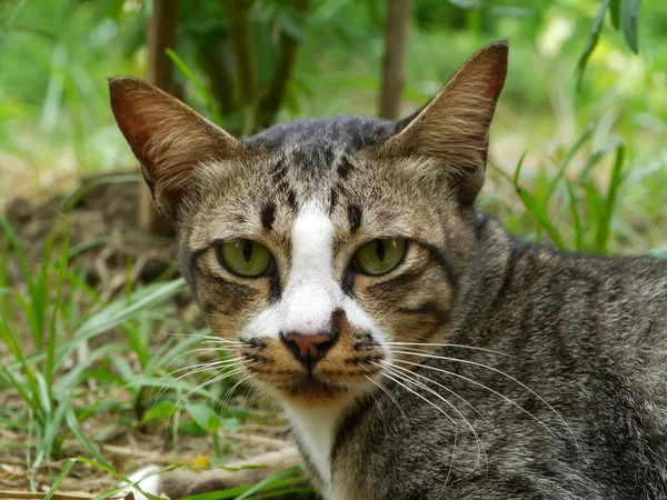 Gato de bengala. — Fotografia de Stock