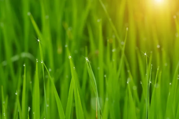 Rice plant in rice field with drop dew. Stock Photo