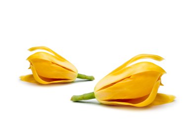 Ferahlatıcı kokulu sarı çiçekler.