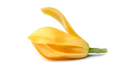 Ferahlatıcı kokulu sarı çiçekler.