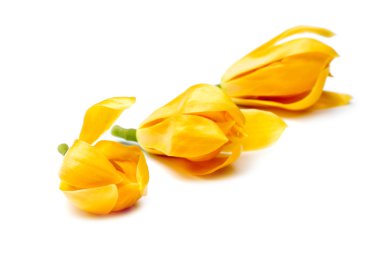 Ferahlatıcı kokulu sarı çiçekler.