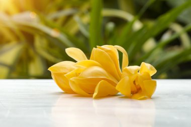 Ferahlatıcı kokulu sarı çiçekler.