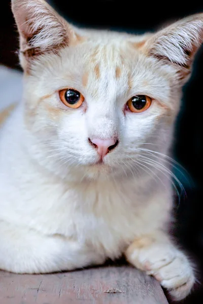 Gato en busca — Foto de Stock