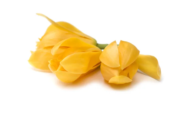 さわやかな香りの黄色い花. — ストック写真