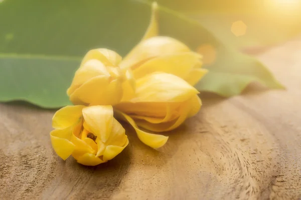 Ароматные желтые цветы освежают . — стоковое фото