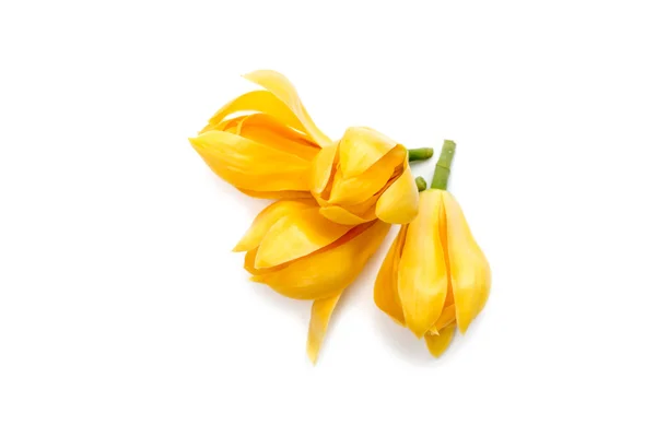Duftende gelbe Blüten erfrischend. — Stockfoto