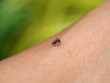 yağmur ormanları içinde kan emen bir sivrisinek Close-Up.