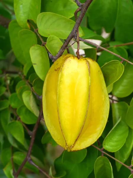 Sternapfel am Baum. — Stockfoto