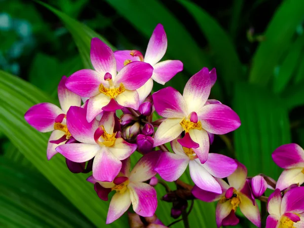 Flores de orquídeas terrestres —  Fotos de Stock