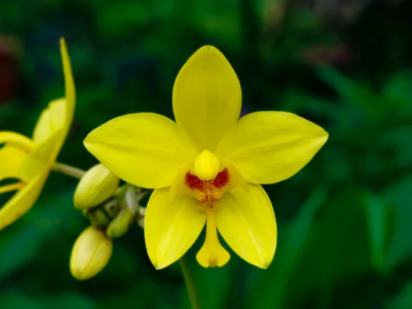 Fiori di orchidee macinate — Foto Stock