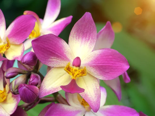 Flores de orquídeas moídas — Fotografia de Stock