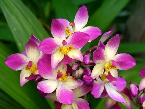 Marken orkidéer blomma — Stockfoto