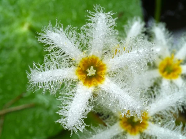 Floco de neve de água — Fotografia de Stock