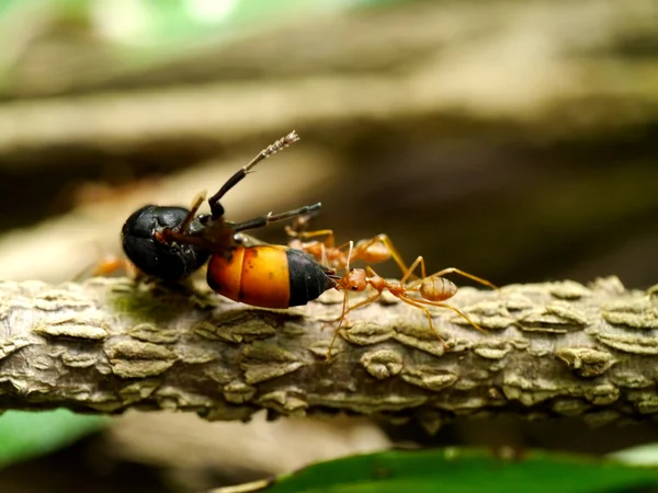 Ants moving a large bee. — Stockfoto