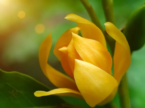 Geurende gele bloemen verfrissend. — Stockfoto