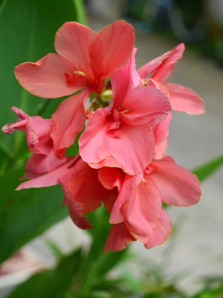 Indian shot flower — Stock Photo, Image