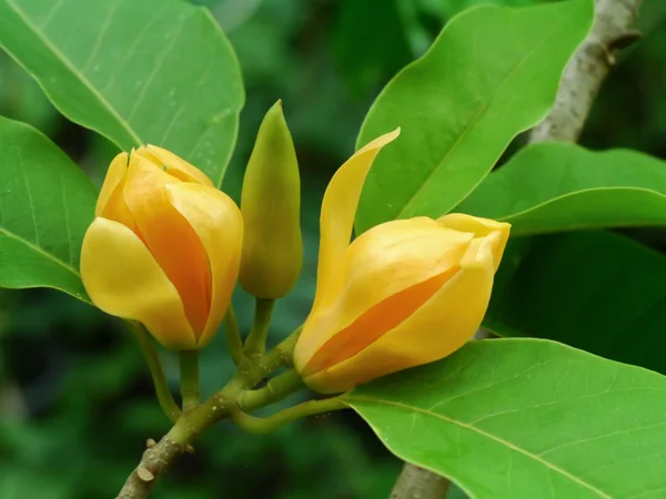 Fragrant yellow flowers refreshing. — Stock Photo, Image