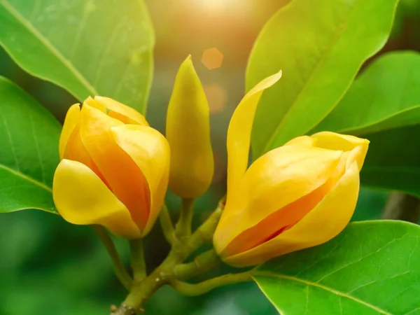 Fragrant yellow flowers refreshing. — Stock Photo, Image