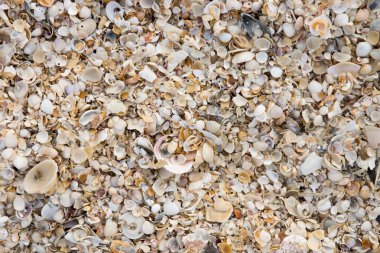 Shells image background