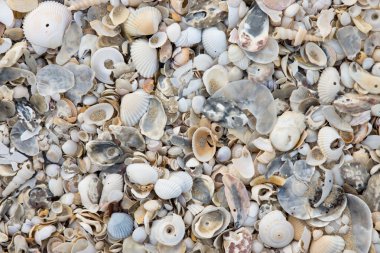 Kumsalda deniz kabukları