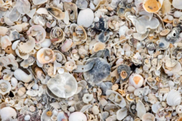 Imagem desfocada de conchas do mar — Fotografia de Stock