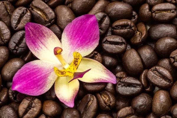 Coffee beans and orchid flower. — Stock Photo, Image