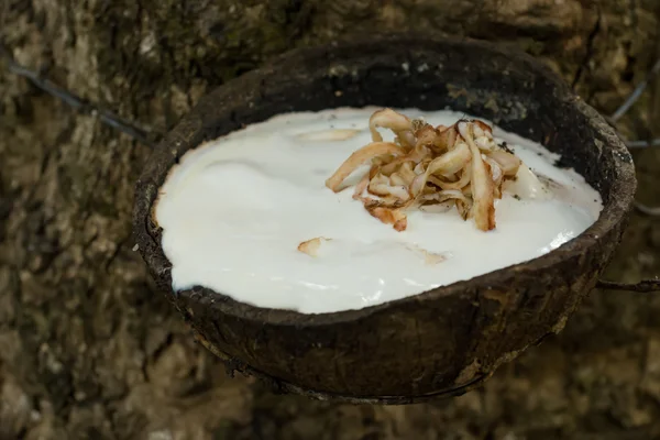 Borracha Látex de seringueira . — Fotografia de Stock