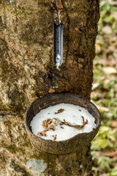 Lattice di gomma degli alberi di gomma . — Foto Stock