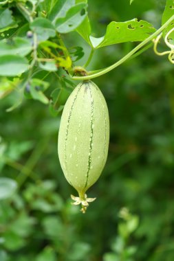 Salatalık bahçesinde ağaç üzerinde
