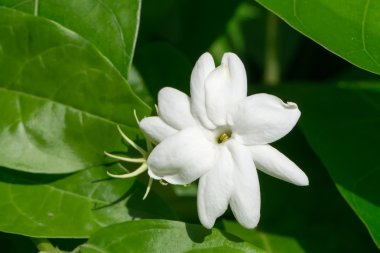 Beyaz Yasemin çiçeği