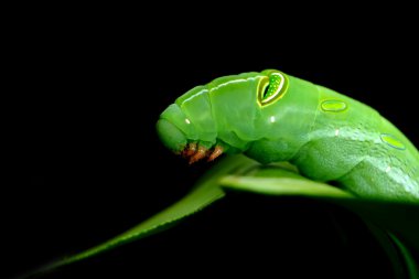 Caterpiller üzerindeki maydanoz yaprak