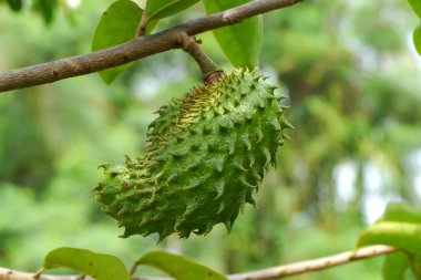 Yeşil Soursop, dikenli muhallebi elma.