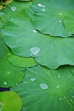 Yeşil lotus yaprağı