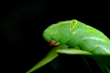 Caterpiller üzerindeki maydanoz yaprak
