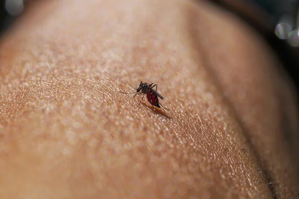 Mosquito chupando sangre —  Fotos de Stock