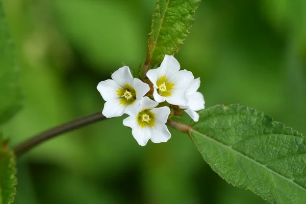 Beautiful white flowers in the garden — Stock Photo, Image