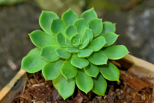 Pianta desertica del cactus . — Foto Stock