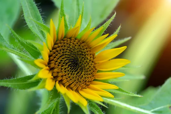 Zonnebloemen — Stockfoto