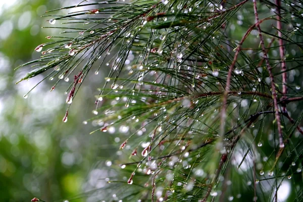 Unfocus obraz piękny deszcz spada na liście sosna. — Zdjęcie stockowe
