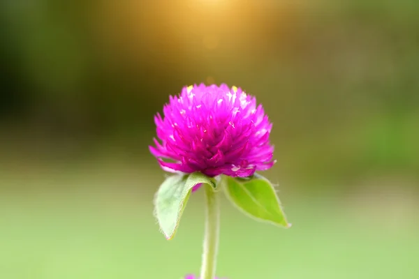 Globe amaranth bloem — Stockfoto